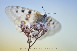 apollofalter_parnassius_apollo_waizenegger_makro_01_0