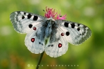 apollofalter_parnassius_apollo_waizenegger_makro_03