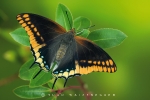 erdbeerbaumfalte_charaxes_jasius_waizenegger_makro_01