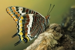 erdbeerbaumfalter_charaxes_jasius_waizenegger_makro_02
