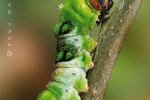 grosser_eisvogel_limenitis_populi_raupe_waizenegger_makro_01_0