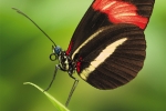 heliconius_erato_waizenegger_makro_01_0