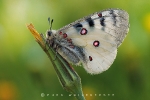 hochalpenapollo_parnassius_phoebus_waizenegger_makro_01_0