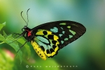 ornithoptera_priamus_euphorion_waizenegger_makro_01