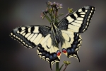 schwalbenschwanz_papilio-machaon_waizenegger_makro_insektenportraits_03