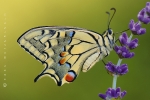 schwalbenschwanz_papilio_machaon_waizenegger_makro_01