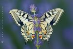 schwalbenschwanz_papilio_machaon_waizenegger_makro_02