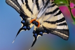 segelfalter_iphiclides_podalirius_waizenegger_makro_01