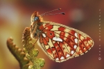 veilchen-perlmutterfalter_boloria_euphrosyne_waizenegger_makro_01