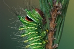 actias_dubernardi_raupe_waizenegger_makro_02_0
