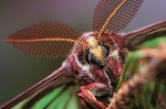 graellsia_isabellae_male_waizenegger-makro_insektenportraits_01