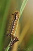 grasglucke_euthrix_potatoria_raupe_waizenegger_makro_01