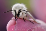 tigermotte_spilosoma_lubricipeda_waizenegger_makro_01