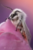 tigermotte_spilosoma_lubricipeda_waizenegger_makro_02