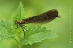 blaufluegelige_prachtlibelle_calopteryx_virgo_female_waizenegger_makro_01