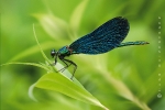 blaufluegelige_prachtlibelle_calopteryx_virgo_male_waizenegger_makro_01