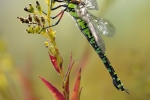 blaugruene_mosaikjungfer_aeshna_cyanea_waizenegger_makro_01
