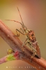 kiefernwanze_leptoglossus_occidentalis_waizenegger_makro_01