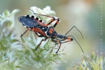 rote_mordwanze_rhinocoris_iracundus_waizenegger_makro_01