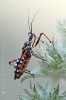 rote_mordwanze_rhinocoris_iracundus_waizenegger_makro_02