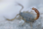 skorpion_waizenegger_makro_01