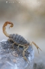 skorpion_waizenegger_makro_02