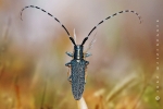 distelbock_agapanthia_villosoviridescens_waizenegger_makro_01