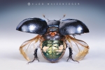 mistkaefer_geotrupes_stercorarius_waizenegger_makro_01