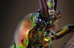 phalacrognatus_muelleri_waizenegger_insektenportraits_01