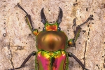 phalacrognatus_muelleri_waizenegger_insektenportraits_02