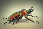 phalacrognatus_muelleri_waizenegger_insektenportraits_03