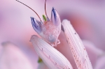 hymenopus_coronatus_orchideenmantis_waizenegger_makro_01