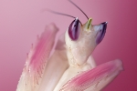 hymenopus_coronatus_orchideenmantis_waizenegger_makro_insektenportraits_03