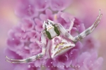 gehoeckerte_krabbenspinne_thomisus_onustus_waizenegger_makro_01