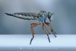 raubfliege_waizenegger_makro_01