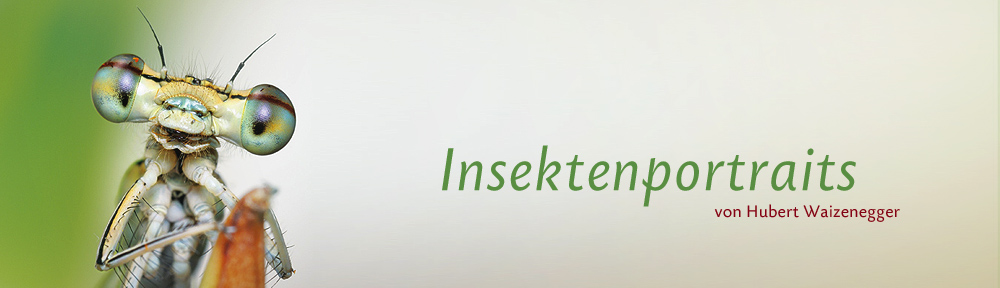 Insektenportraits